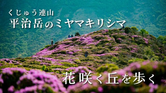 くじゅう連山・平治岳｜花咲く丘を歩く